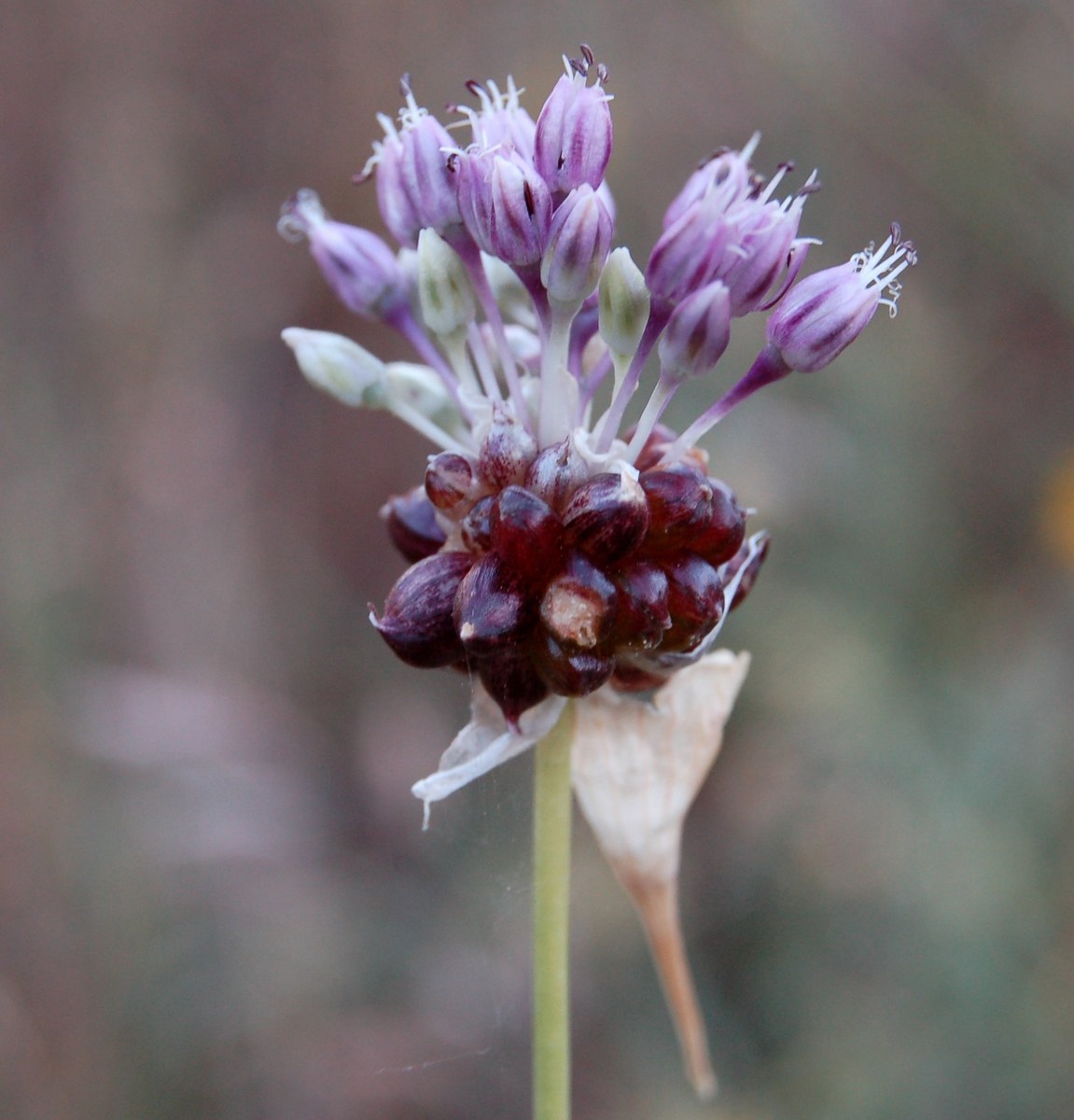 Un po'' di Allium